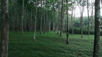 Drone shot camera moving backwards between rubber trees planted in a row. Concept of extracting rubber from rubber trees video
