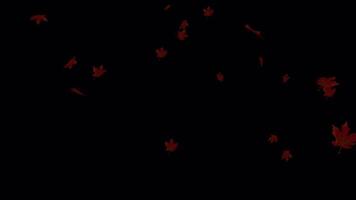 Seamless Falling Leaves Loop - Autumn Background Animation video