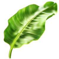 Large vibrant green banana leaf a natural curve png