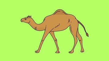 Animated camel walk animation isolated green screen background video