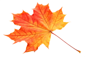 Vibrant Autumn Maple Leaf Isolated Fall Foliage, Red and Orange Colors png