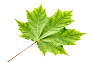 Vibrant Green Maple Leaf Isolated on Black Background Nature Photography png