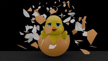 egg hatching with a cute chick inside animation. easter animation on black background video