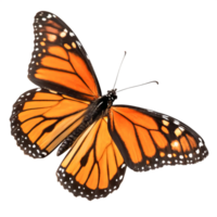 Stunning Monarch Butterfly Wings, Detailed Closeup, Isolated on White Background png