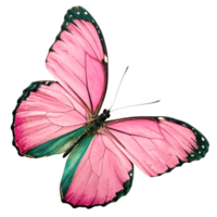 Pink and Teal Butterfly Wings, Isolated on White Background, High-Resolution Insect Image png