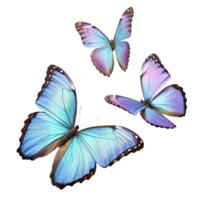 Stunning Blue Morpho Butterflies in Flight, Isolated on White Background png