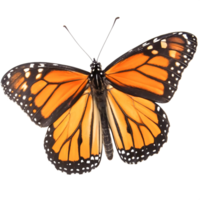 Stunning Monarch Butterfly Wings Detailed Close-Up Isolated on White Background png