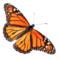 Stunning Monarch Butterfly Wings Isolated on White Background, High-Resolution Image png
