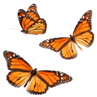 Three Monarch Butterflies in Flight, Isolated on White Background, Nature, Insect png