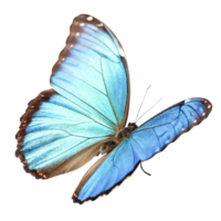 Stunning Blue Morpho Butterfly in Flight, Isolated on png