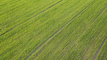 Aerial view from a flying drone at spring green plantation on a spring day. video