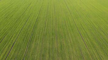 Aerial view from a flying drone on a green field on a spring day. video