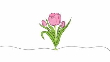 Hand Drawn One Line Animation of Pink Tulips Flower in Bloom, Minimalist Line Art Outline Drawing with Color, Elegant Botanical Floral Sketch for Spring Nature Concept video