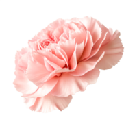 Delicate Pink Carnation Flower Close-up, Isolated on White Background png