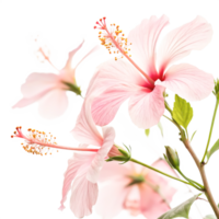Delicate Pink Hibiscus Flowers on Branch, Close-up Botanical Photography png