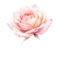 Delicate Watercolor Pink Rose Blossom, Romantic Floral Illustration, Botanical Art png