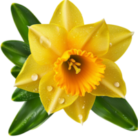 Beautiful yellow daffodil delicate petals vibrant springtime color png