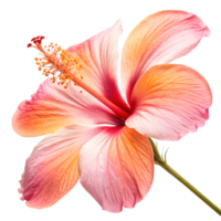 Stunning Peach Hibiscus Flower Blossom, Close-up Isolated on White Background png