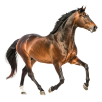 Majestic Brown Horse Galloping, Dynamic Pose, Isolated White Background png