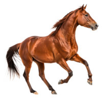Stunning Chestnut Horse Galloping, Dynamic Pose, Isolated on png