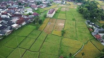 Aerial Drone Top Down View Of Rice Fields video