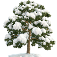 Snow covered tree sting tall branches heavy under white frost png