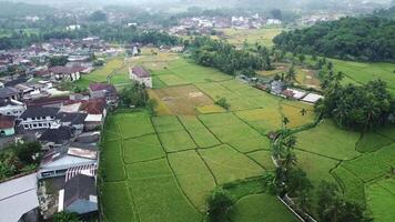 Top view of a drone flying over an afternoon agricultural field video