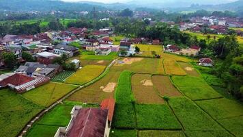 An afternoon view of rice fields from a drone video