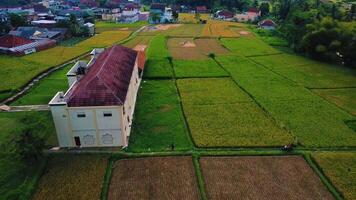 Evening view of rice fields from a drone video