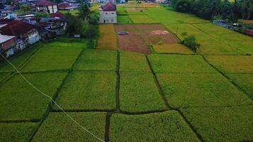 A view of rice fields from a drone video