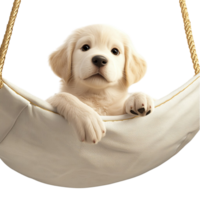 Cute white puppy resting in a hammock looking peaceful sleepy perfect for dog lovers relaxation png