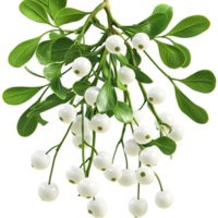 Mistletoe white berries green leaves symbolizing holiday romance Christmas traditions png