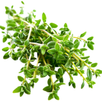 Fresh green basil leaves a vibrant texture symbolizing nature health flavor the essence of culinary herbs png