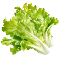 Crisp green lettuce ruffled leaves and a vibrant fresh texture placed neatly on a table png