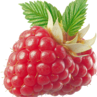 Fresh red raspberry with bright green leaves looking juicy plump and bursting with natural sweetness png
