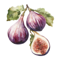 Juicy ripe figs displayed in high resolution, isolated on transparent background png
