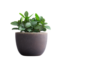 Empty dark clay pot, geometric planter, isolated white background png