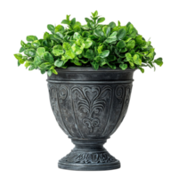 Ornate planter with greenery on black backdropisolated on transparent background png