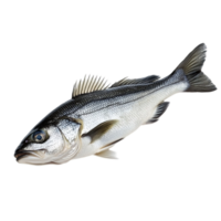Fresh sea bass close up on a black backdropisolated on transparent background png