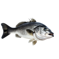 Isolated sea bass on a black plain backdropisolated on transparent background png