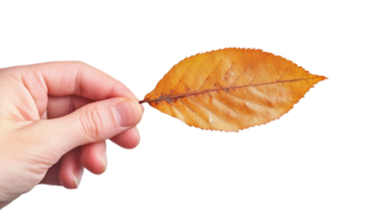 Autumn leaf held by hand on black backdropisolated on transparent background png