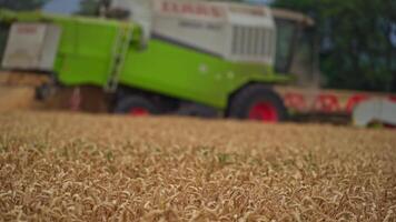 Harvester working in the field. A special technique cuts the finished wheat video