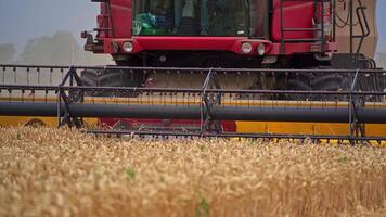 Harvester working in the field. A large harvester cuts off the finished wheat video