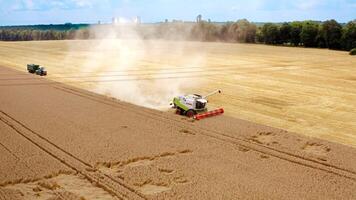 Combine harvesting ripe golden wheat. Aerial view of combine harvester harvesting wheat in field video
