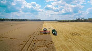 Combine harvester collect ripe wheat. Combine harvesting golden ripe wheat field, pours grain crop to tractor video