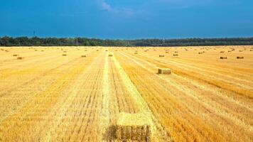 Aerial view of hay bales in meadow. Drone view of golden straw in stacks on dry meadow video