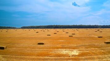 Field with hay bales after harvest. Flight over crop wheat field with stook hay straw bales video