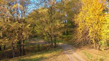 Aerial view over forest in autumn. Aerial drone view of colorful forest during autumn video
