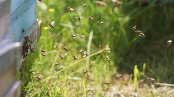 Bees flying near the beehive. Bees flying around beehive in spring field video