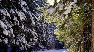 Snow falls from the branches of coniferous trees video